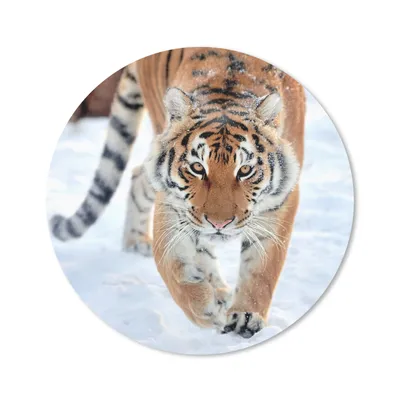 Produktbild von MuchoWow® Mauspad Mousepad Tiger - Schnee - Tiere 20x20 cm - Mousepads - Maus Mat - Pad - Mausunterlage - Schreibtischmatte