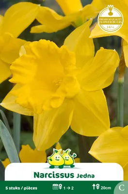 Produktbild von 5 x Narcissus 'Jedna'- Blumenzwiebel