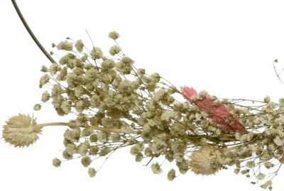 Produktbild von Metallringe mit Trockenblumen 34cm & 24cm natur weiß / gold 2er Set