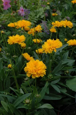 Produktbild von Coreopsis grandiflora 'Early Sunrise', Mädchenauge, gelb, ca. 9x9 cm Topf