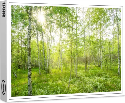 Produktbild von raxxa Premium-Puzzle "Birkenwald", 1000 Teile