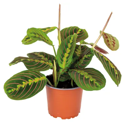 Image de Bloomique - Maranta Tricolor - Plante priante - Plante suspendue - Dépolluante - Sans danger pour les animaux - Hauteur 10-20 cm - Pot 12 cm