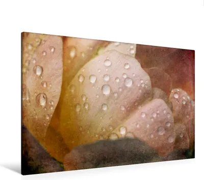 Produktbild von Calvendo Textil-Leinwand 120 cm x 80 cm quer Romantische Rosen - Shabby Chic Style, Cross Martina; 7295903