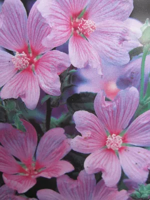 Produktbild von Lavatera thuringiaca Rosea - Buschmalve Rosea - 30-40cm
