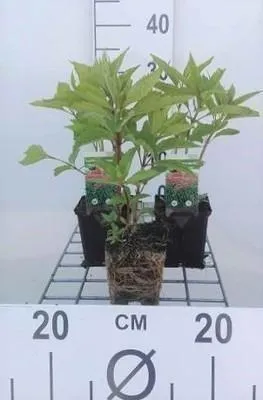 Produktbild von 6 x Eupatorium mac. 'Atropurpureum' - Wasserdost - Topf 9 x 9 cm