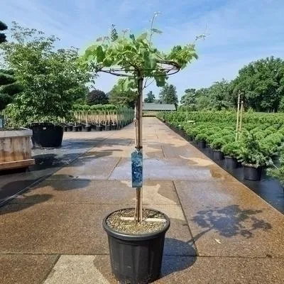 Productafbeelding van Vitis vinifera 'Muscat Blue' - Tafeldruif met weinig pitten, Muscat bleu | 100-125 cm in pot