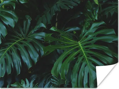 Produktbild von MuchoWow® Poster Monstera - Blätter - Tropisch - Dschungel 120x90 cm - Wandbild