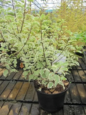 Produktbild von Schmalblättriger Klebsame Variegata - Pittosporum tenuifolium Argyrophyllum 40-60