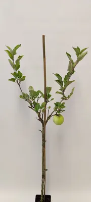 Obrázok produktu pre Malus domestica 'Sweet Summer'® špeciálna jabloň - 1,5 l kvetináč