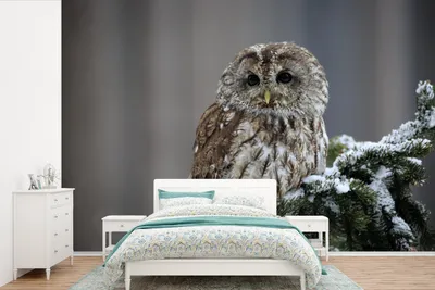 Produktbild von MuchoWow® Fototapete für Wohnzimmer oder Schlafzimmer Wandtapete Vinyl Motivtapete Ein Schneekauz schaut in die Kamera - 330x220 cm - Fototapeten