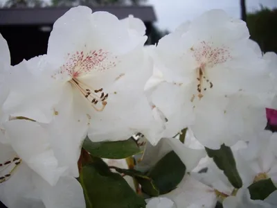 Immagine prodotto di Rhododendron williamsianum Gartendirektor Rieger - Ibrido di rododendro - 25-30cm