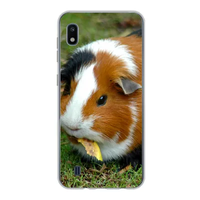 Produktbild von MuchoWow® Handyhülle Schutzhülle Hülle für Samsung Galaxy A10 Meerschweinchen draußen Silikon Softcase Handy Hülle - Schutzhülle