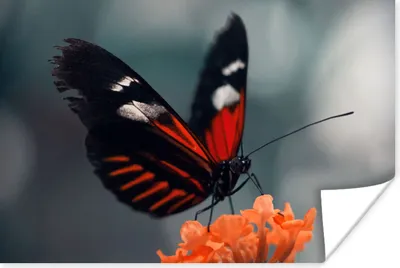 Produktbild von MuchoWow® Poster Schmetterling - Blume - Insekt 90x60 cm - Schlafzimmer