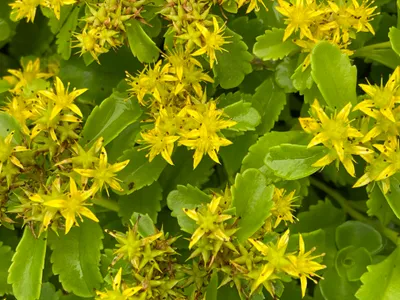Obrázok produktu pre 6 x Sedum kamtschaticum - rozchodník kamčatský - kvetináč 9 x 9 cm