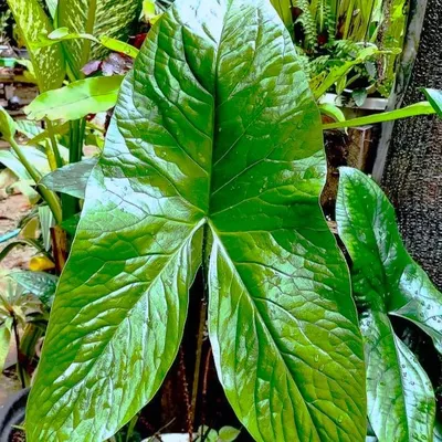 Produktbild von Cyrtosperma (Cyrtosperma macrotum) - 1 gekeimter Samen