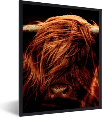 Produktbild von MuchoWow® Gerahmtes Poster Schottischer Highlander - Kuh - Hörner - Porträt - Tiere 60x80 cm - Poster mit Schwarzem Bilderrahmen Wandposter Rahmen Foto Bilder - Premium - Wanddeko Wohnzimmer