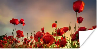 Produktbild von MuchoWow® Poster Bunter Himmel über einem Mohnblumenfeld in Dänemark 120x60 cm - Bild