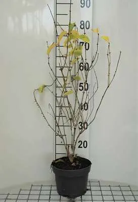 Image de Lonicera tatar. 'Hack's Red' - Chèvrefeuille 40- 60 cm - conteneur