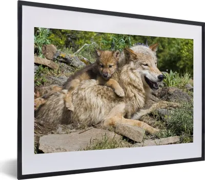 Produktbild von MuchoWow® MuchoWow® Gerahmtes Poster Wolf - Jungtier - Tier 40x30 cm - Poster mit zchwarzem Bilderrahmen - Bilderrahmen - Poster im Rahmen