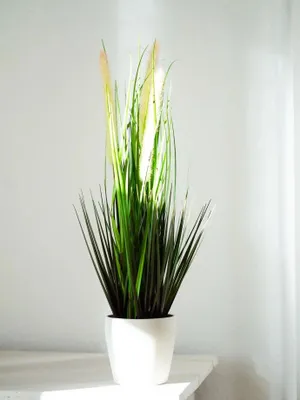 Produktbild von Emerald Künstlicher Fuchsschwanz - Hennes | 53 cm, für drinnen, Kunstpflanze, wie echt, Allergiker geeignet, pflanzliche Dekoration Praxis, Office & Wohnzimmer