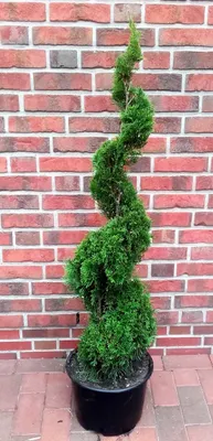 A spiral-shaped green plant in a black pot against a brick wall.