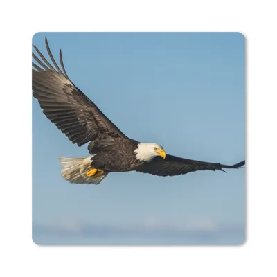 Produktbild von MuchoWow® Mauspad Mousepad Vogel - Adler - Raubvögel 20x20 cm - Mousepads - Maus Mat - Pad - Mausunterlage - Desk Mat - Bureauartikeln
