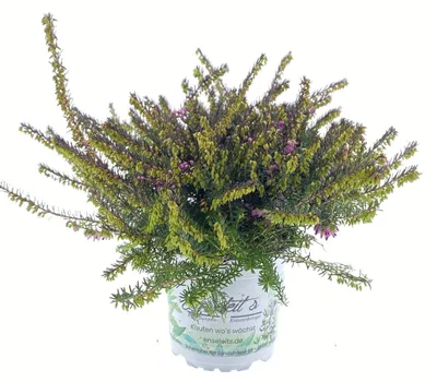 Produktbild von Enseleits Winterheide (Schneeheide) Pflanze, Erica carnea