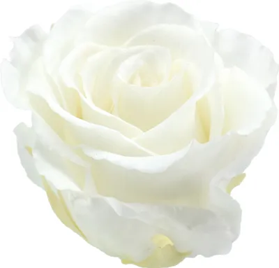 Produktbild von Infinity Rosen Groß ø5,5-6cm Weiß 6St - Ewige Rose, Geschenkidee, Deko, Weiße Rosen, 6 Stück
