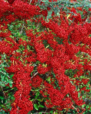 Produktbild von Pyracantha 'Saphyr Rouge', Feuerdorn, leuchtend rot, 100–125 cm