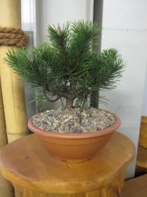 Produktbild von Pinus mugo Gnom - Zwerg-Bergkiefer Gnom 15-20