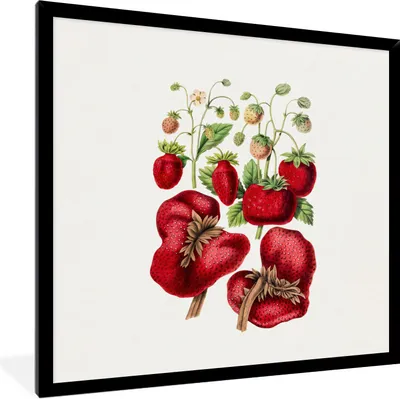 Produktbild von MuchoWow® Gerahmtes Poster Erdbeeren - Obst - Lebensmittel 40x40 cm - Poster mit Schwarzem Bilderrahmen Wandposter Rahmen Foto Bilder - Mit Rahmen - Wanddekoration Schlafzimmer