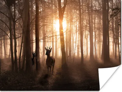 Produktbild von MuchoWow® Poster Wald - Hirsche - Sonne - Bäume - Winter - Natur - Tiere 160x120 cm - Foto Plakat