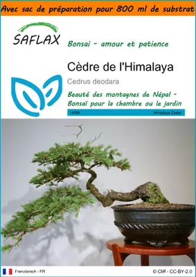 Image de SAFLAX Garden in the bag - Cèdre de l'Himalaya - 35 graines - Cedrus
