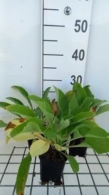 Produktbild von 6 x Digitalis purp. 'Snow Thimble' - Fingerhut - Topf 9 x 9 cm
