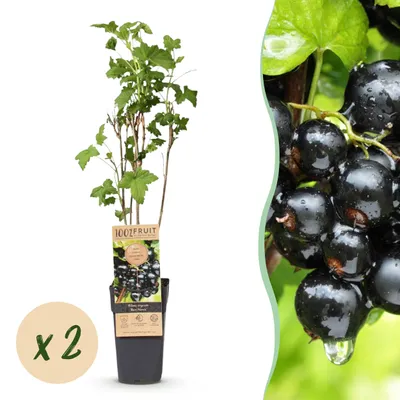 Produktbild von Ribes nigrum Ben Nevis - Beerenpflanze - Hardy - Schwarze Johannisbeere - 2 Pflanzen - 40-50cm - Ø15cm - Gartenpflanze