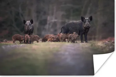 Produktbild von MuchoWow® Poster Tier - Wildschwein - Wald 180x120 cm - Fotoplakat