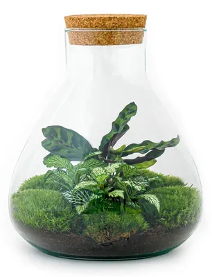 Image de Jardin en bouteille « Sammie » - terrarium pour les bricoleurs - 27 cm - avec une plante Calathea