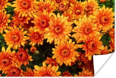 Produktbild von MuchoWow® Poster Blumen - Orange - Chrysantheme 30x20 cm - Plakate - Print
