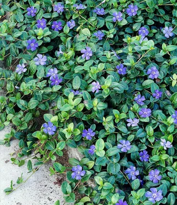 Produktbild von BALDUR Garten 18x Winterharter Bodendecker Vinca minor 'Blau', Pflanzen im 9x9 cm-Topf, 6-8 Pflanzen pro Quadratmeter, ideal für schattige Flächen, immergrün, winterharte Staude, mehrjährig, blühend