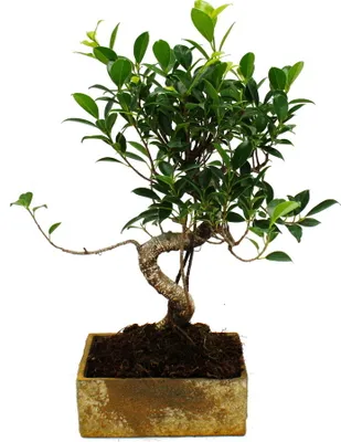 Image de Bonsaï pour la chambre - en céramique moderne tendance - Bonsaï d'intérieur Ficus - 8 ans - aspect pierre