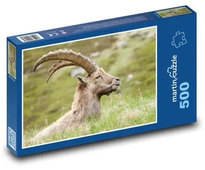 Zdjęcie produktu dla martinpuzzle - Puzzle 500 elementów - Koźrożec
