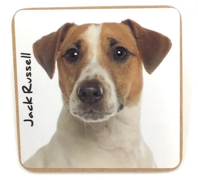 Untersetzer Jack Russell 9,5 x 9,5 cm Kork Hundemotiv