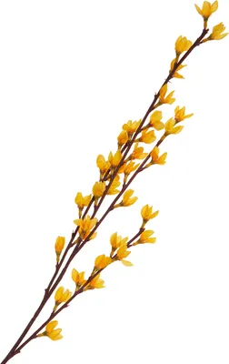 Produktbild von Forsythien-Zweig