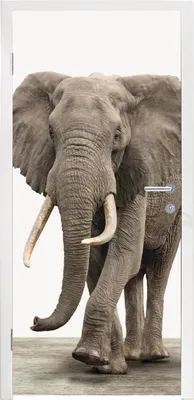 Produktbild von MuchoWow® Türtapete Selbstklebende Türfolie Elefant - Kinder - Tiere - Mädchen 85x215 cm Türposter Türaufkleber Klebefolie Türklebefolie - Aufkleber für türen - Türplakat - Dekoration