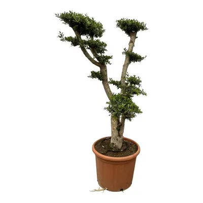 Produktbild von Everyplants Olea Pon Pon - 180 cm, Ø 55 cm
