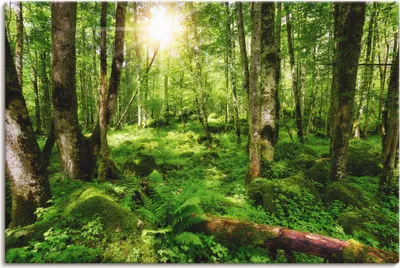 Produktbild von ARTland Leinwandbild Wald Größe: 90x60 cm