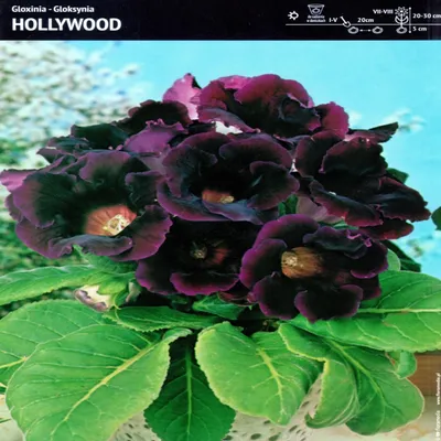 Immagine prodotto di Gloxinia in vaso Hollywood 1 pz Gloxinia Gloxinia piantina bulbo