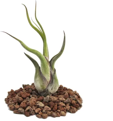 Produktbild von Tillandsia caput-medusae - lose Pflanze - klein