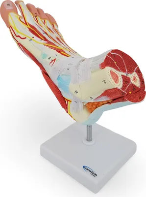 Produktbild von Fuß Anatomie Modell lebensgroß mit Arterien und Venen