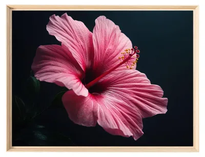 Image de Tableau mural encadré fleur hibiscus rose 60x80 cm, Tableau mural moderne pour décoration intérieure
